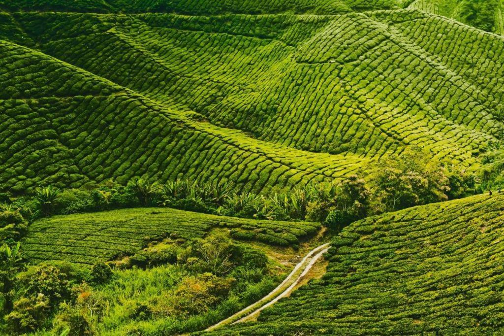 Oyo 1231 Ar Rayyan Boutique Hotel Cameron Highlands